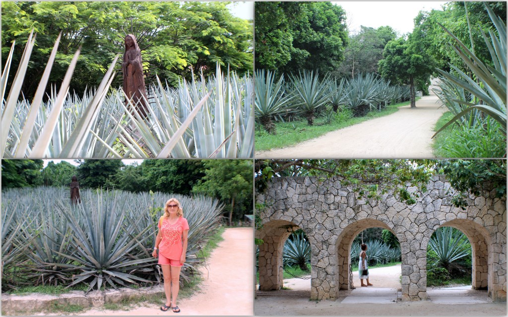 Agave_Xcaret