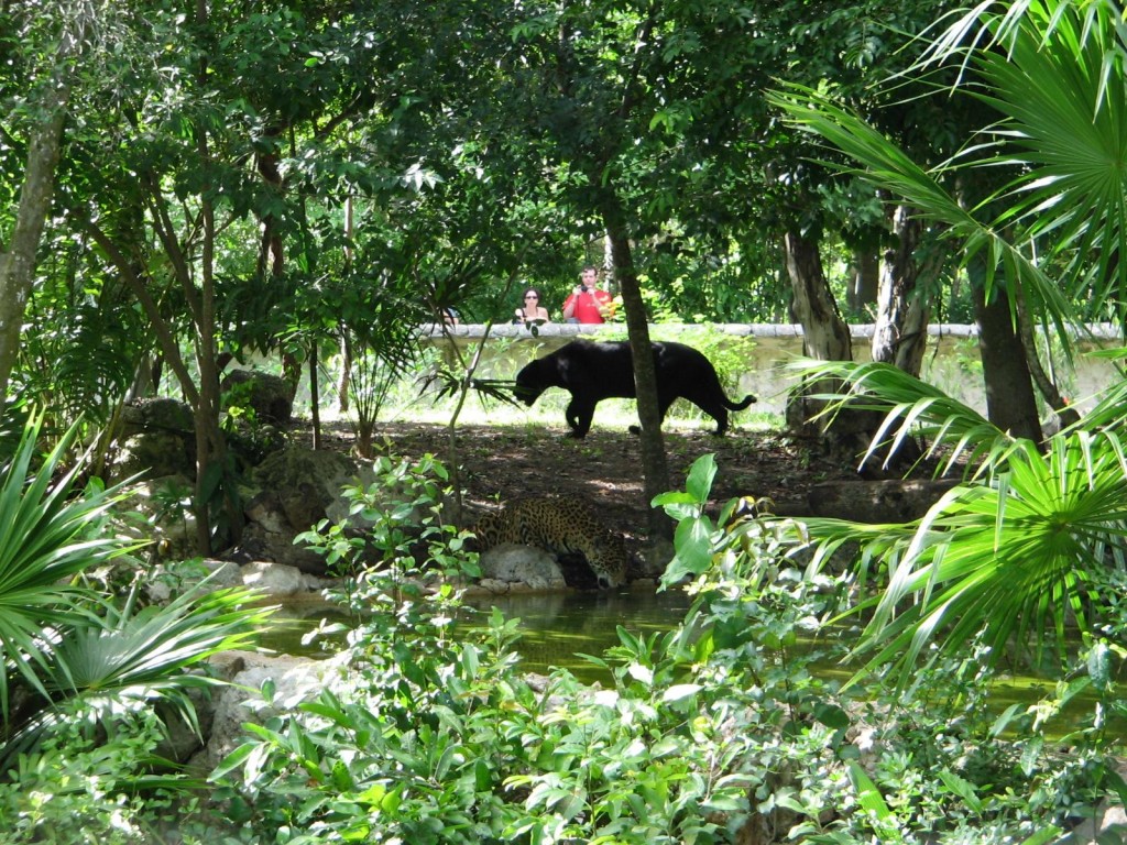 Jaguar Island Xcaret