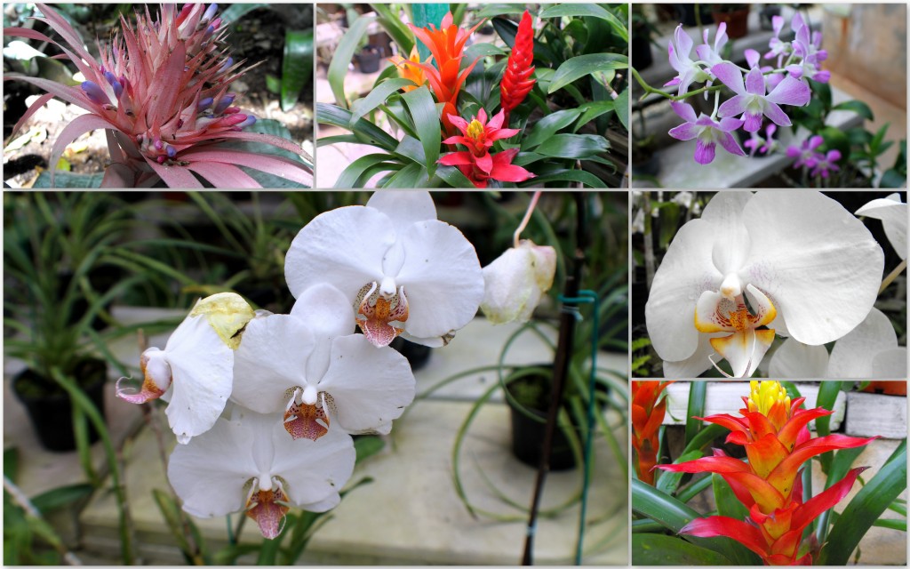 Orchids1