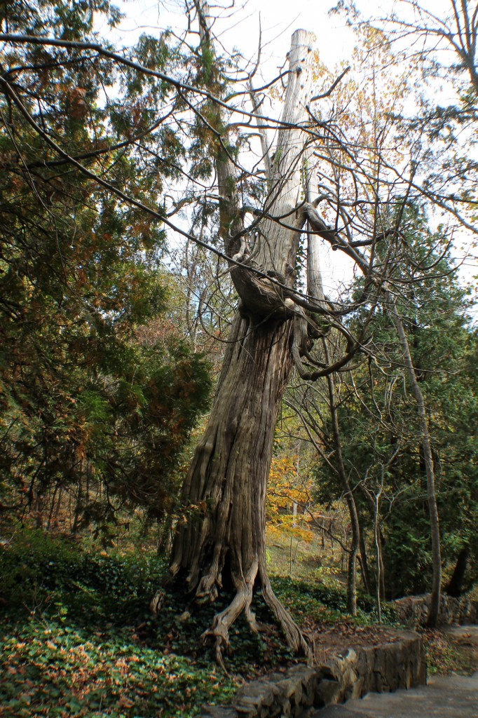 ArborVitae