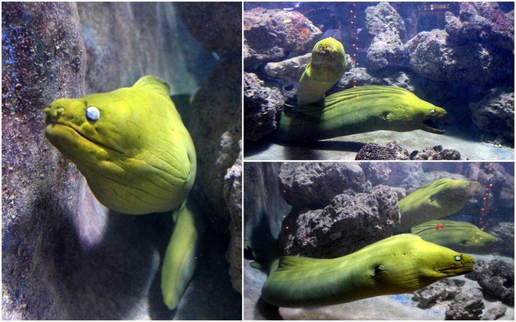 MorayEel