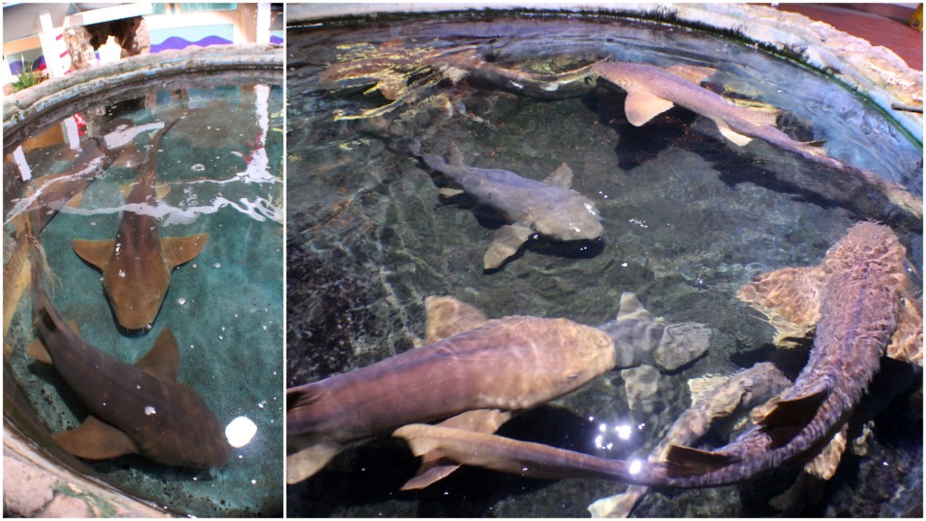 NurseSharks