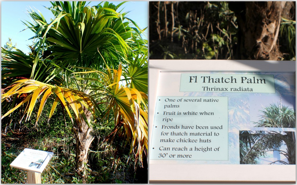 ThatchPalm